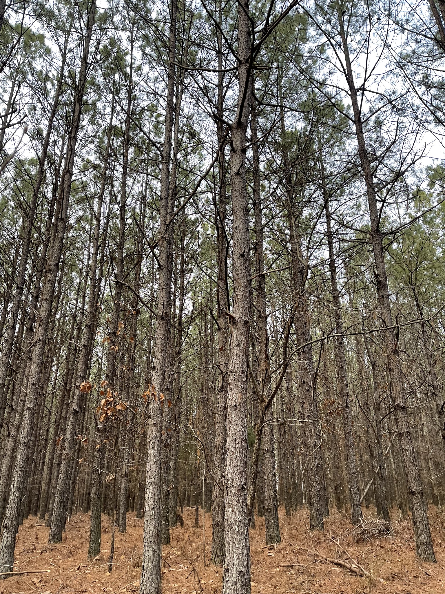 0 Seiber Ridge Road Hohenwald, TN 38462 - Photo 12 of 18