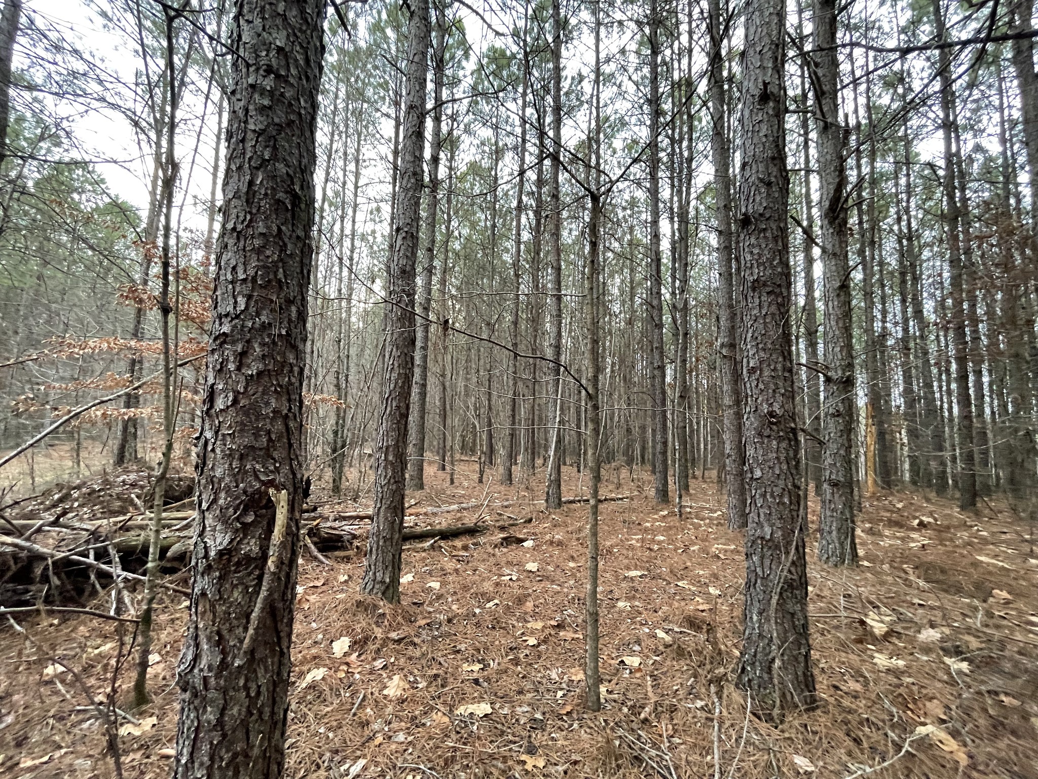 0 Seiber Ridge Road Hohenwald, TN 38462 - Photo 14 of 18 a view of outdoor space with trees