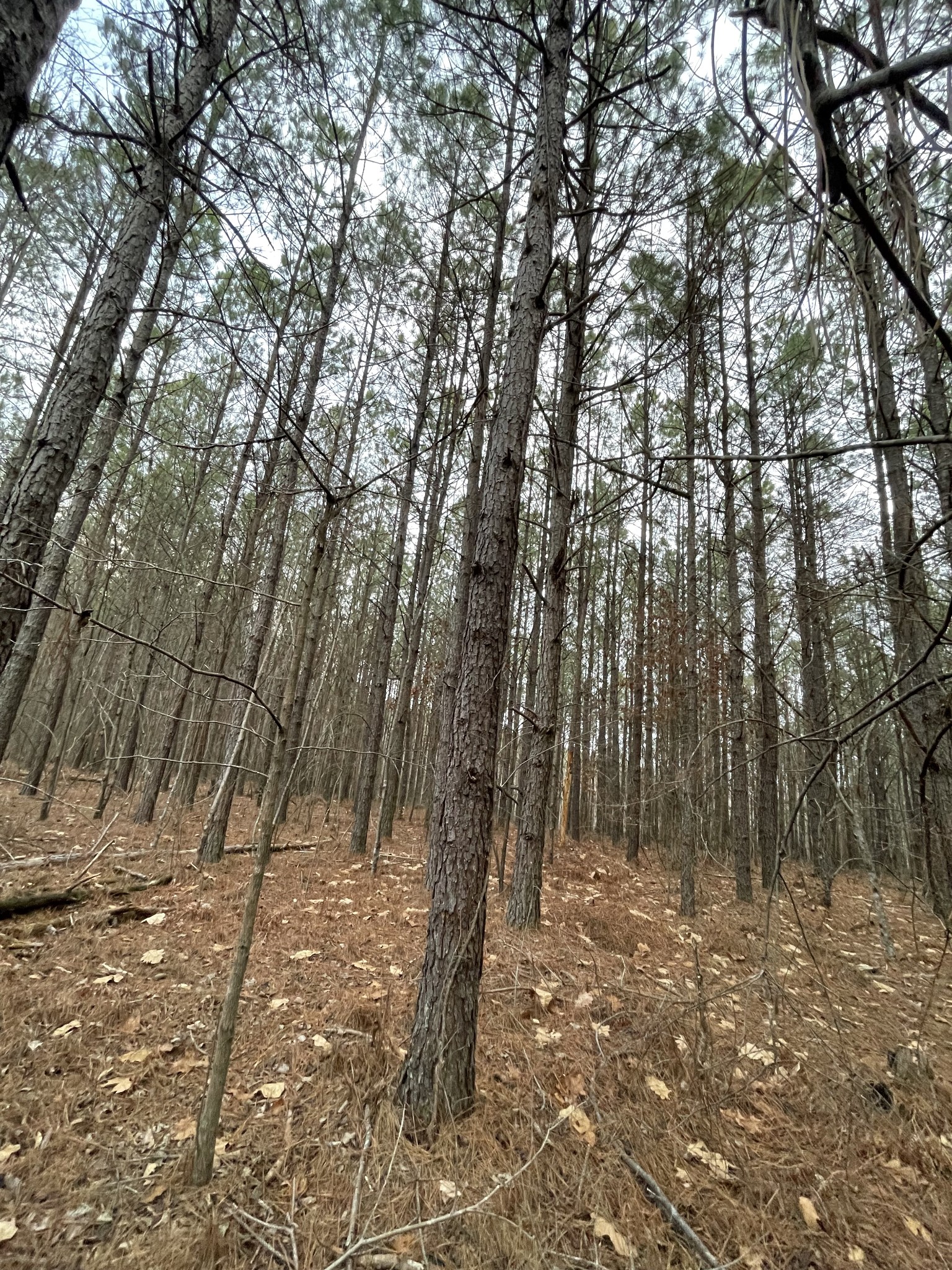 0 Seiber Ridge Road Hohenwald, TN 38462 - Photo 15 of 18 a view of backyard space