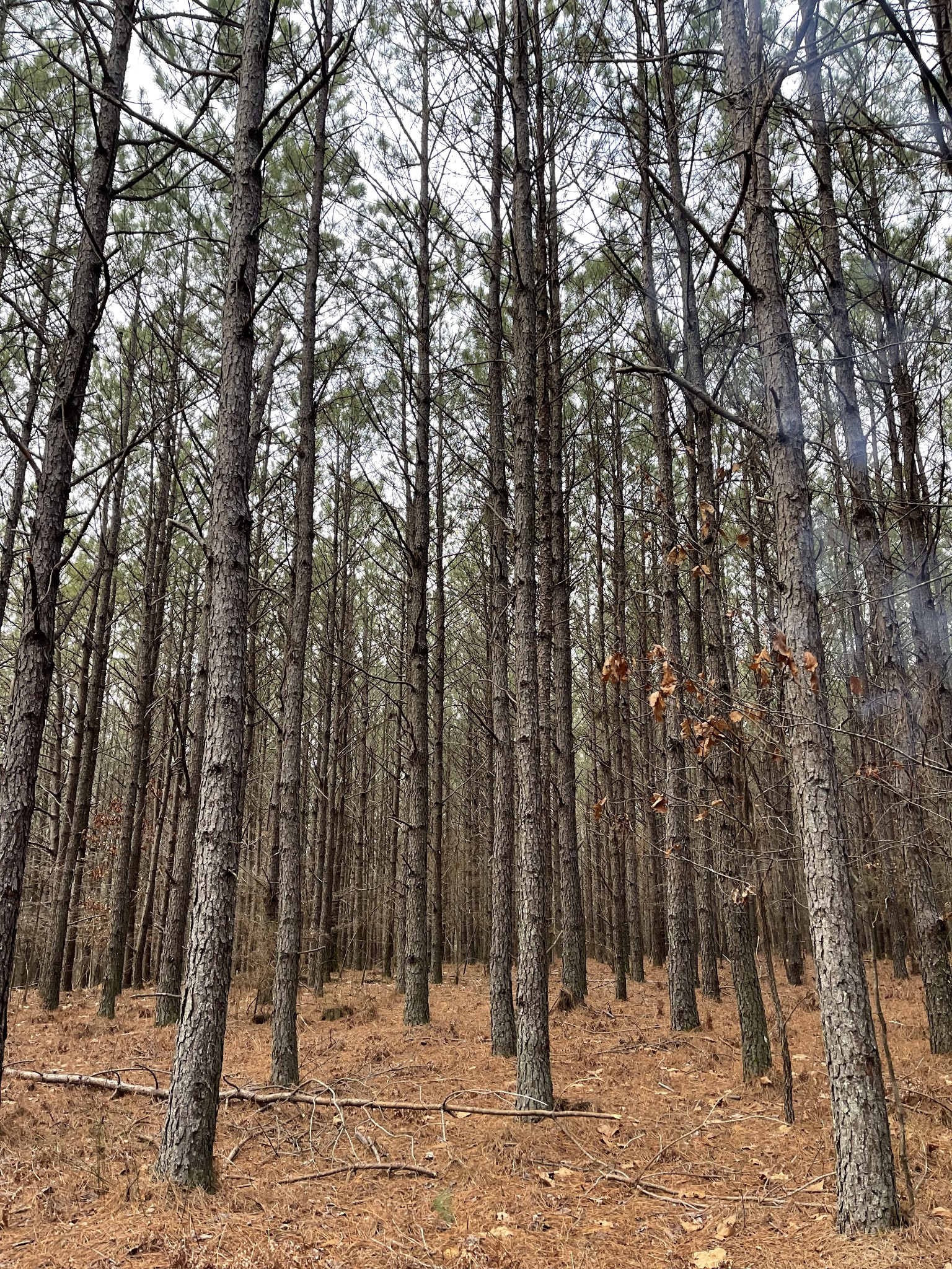 0 Seiber Ridge Road Hohenwald, TN 38462 - Photo 16 of 18