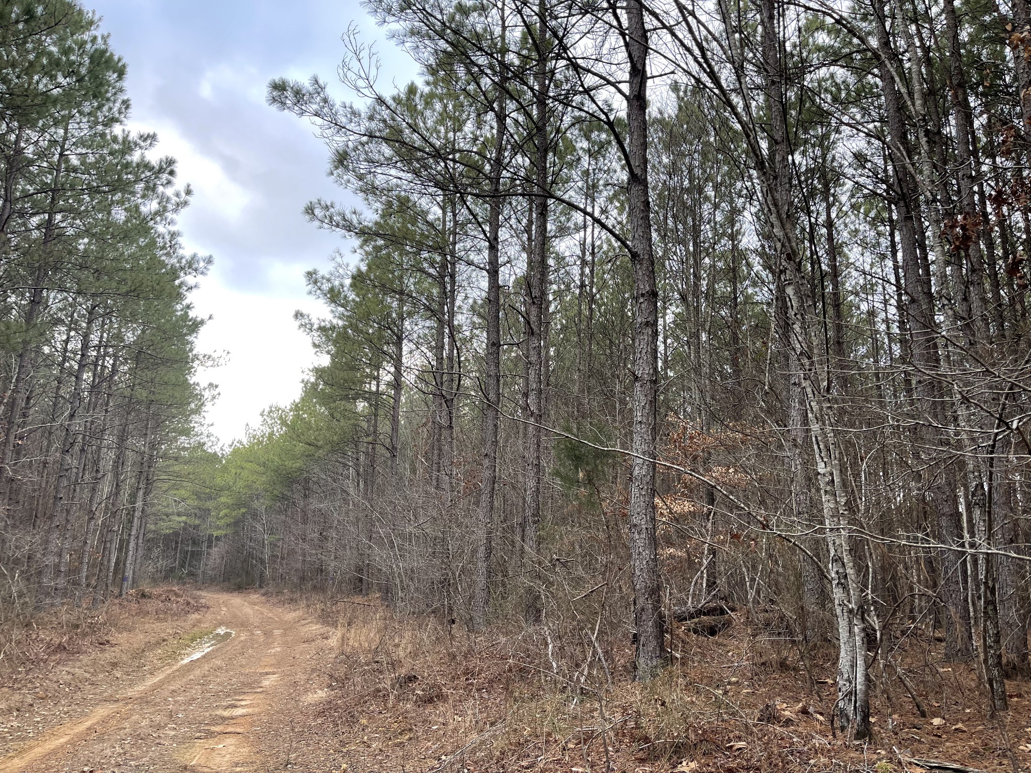 0 Seiber Ridge Road Hohenwald, TN 38462 - Photo 17 of 18 a view of a dry yard with trees