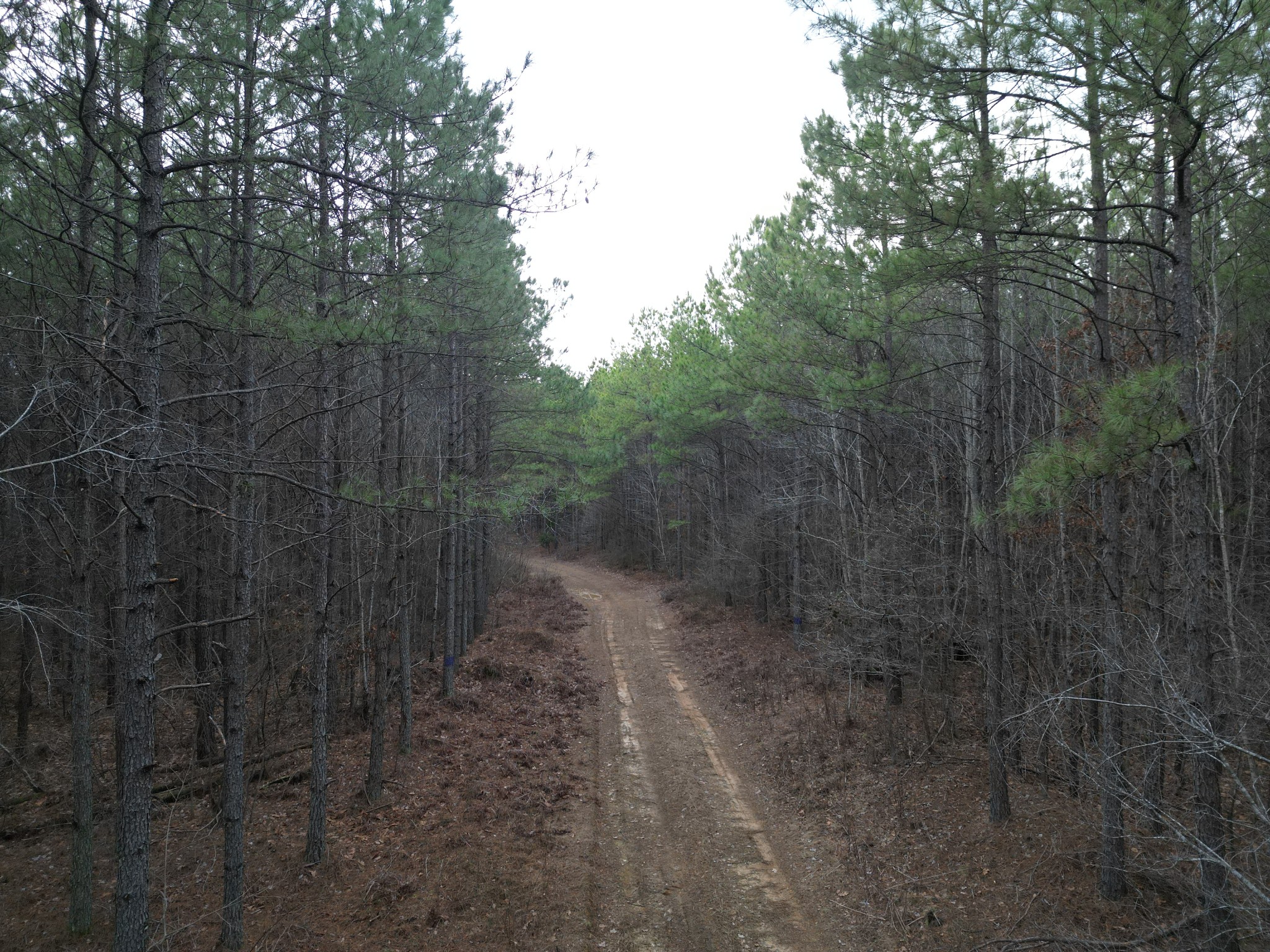 0 Seiber Ridge Road Hohenwald, TN 38462 - Photo 2 of 18 a view of a yard with trees