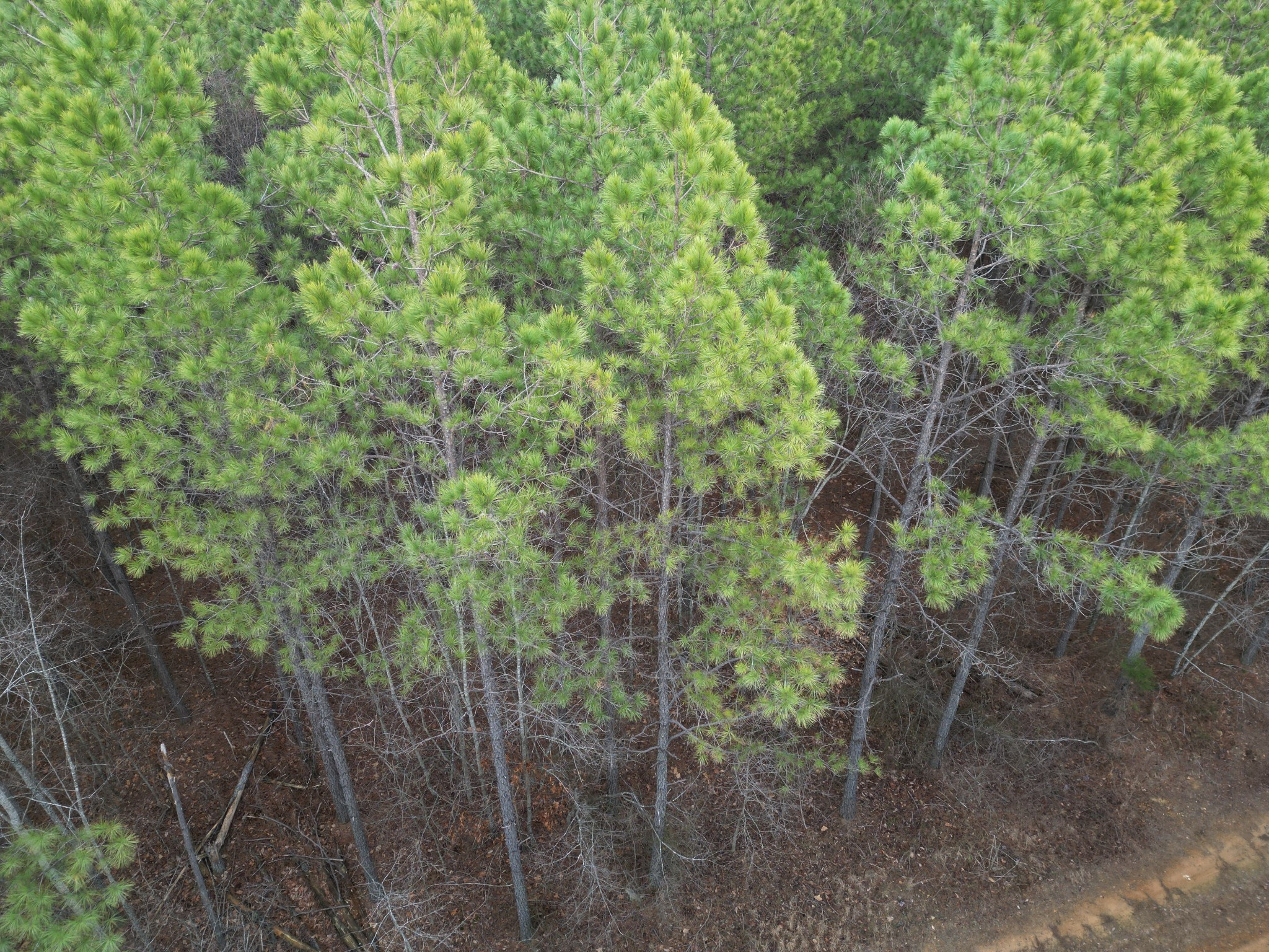 0 Seiber Ridge Road Hohenwald, TN 38462 - Photo 3 of 18 a view of a forest with a tree