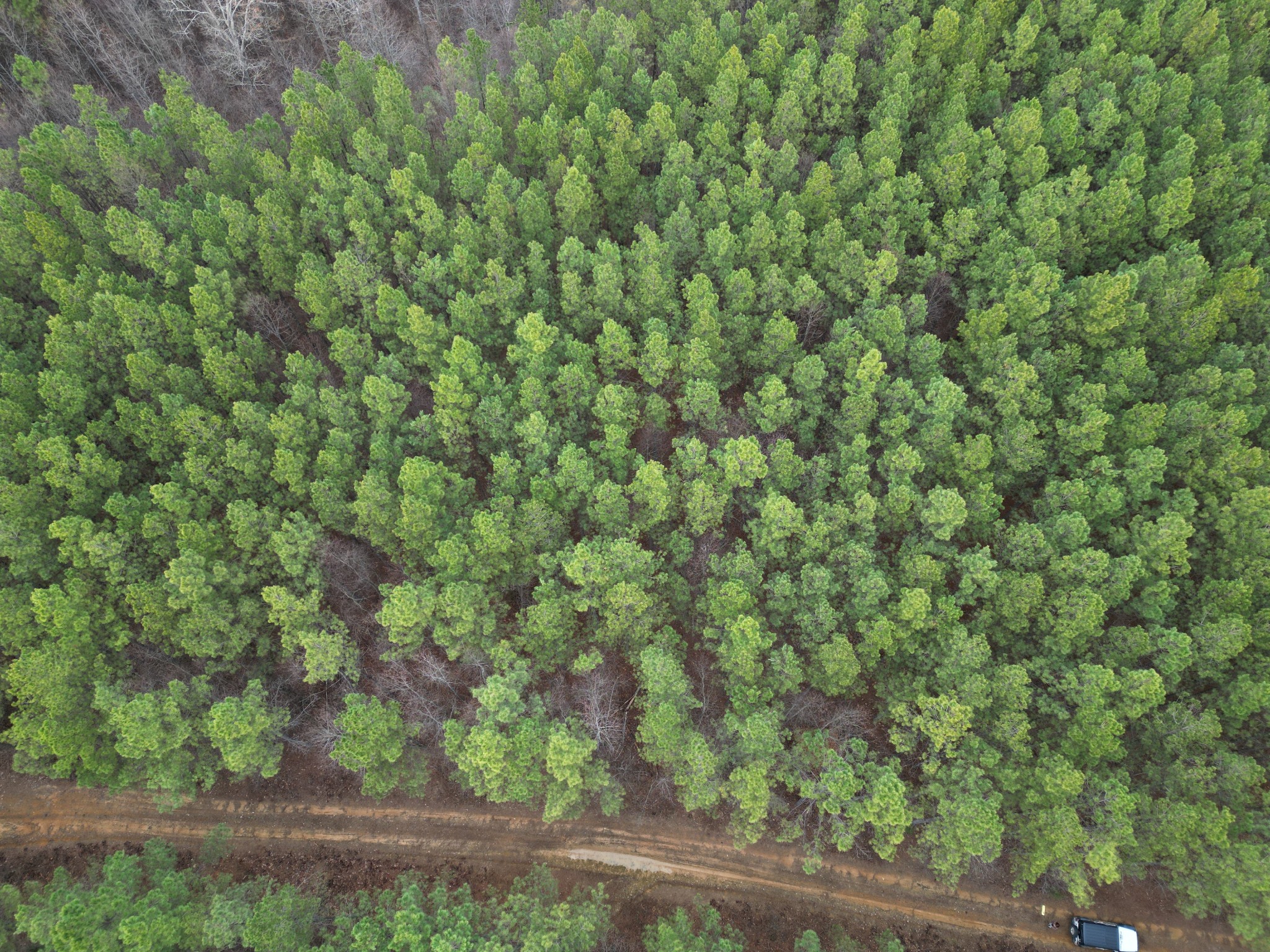 0 Seiber Ridge Road Hohenwald, TN 38462 - Photo 4 of 18 a view of a yard with a tree