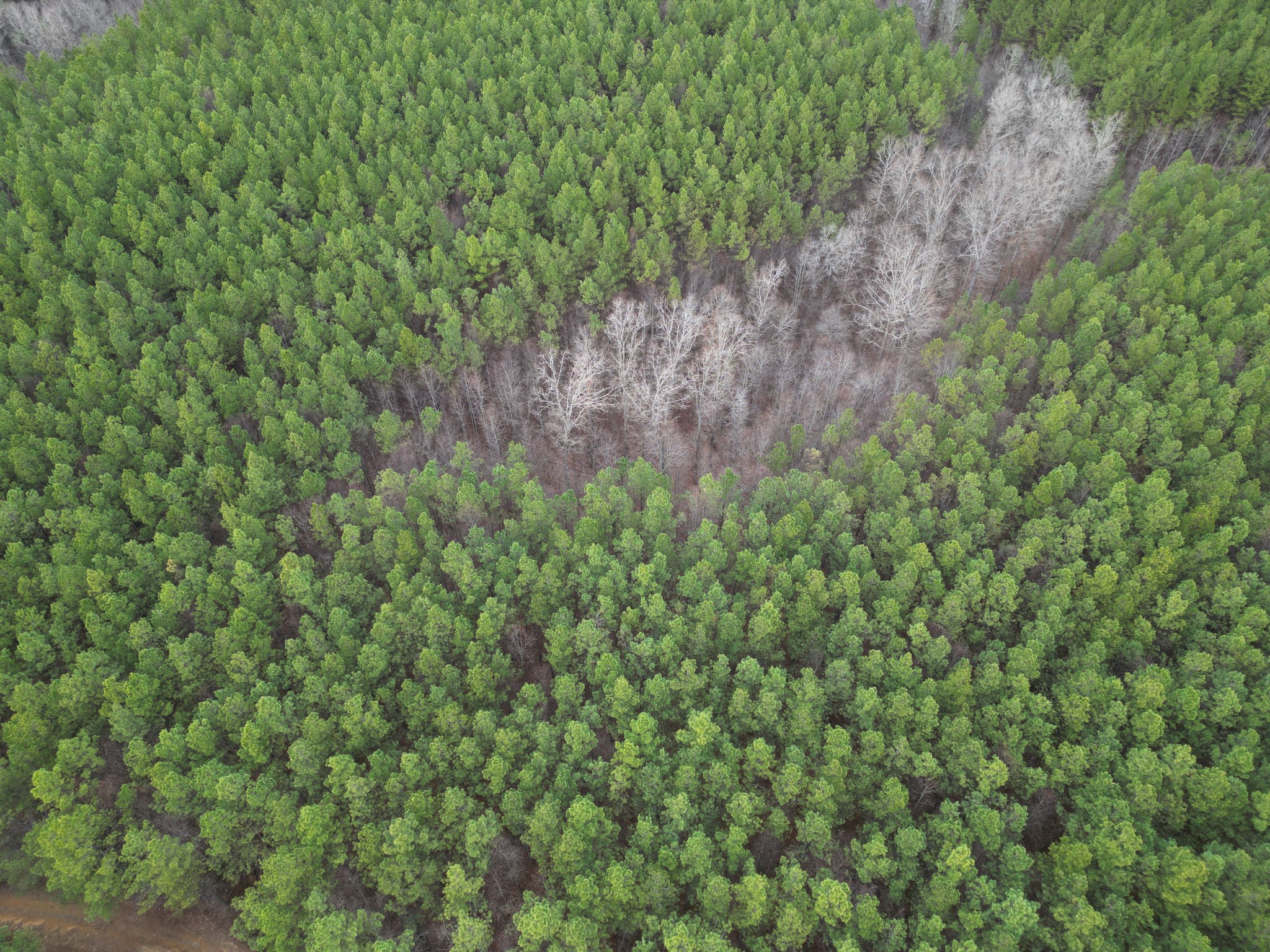 0 Seiber Ridge Road Hohenwald, TN 38462 - Photo 5 of 18 a close up of a plant in a garden