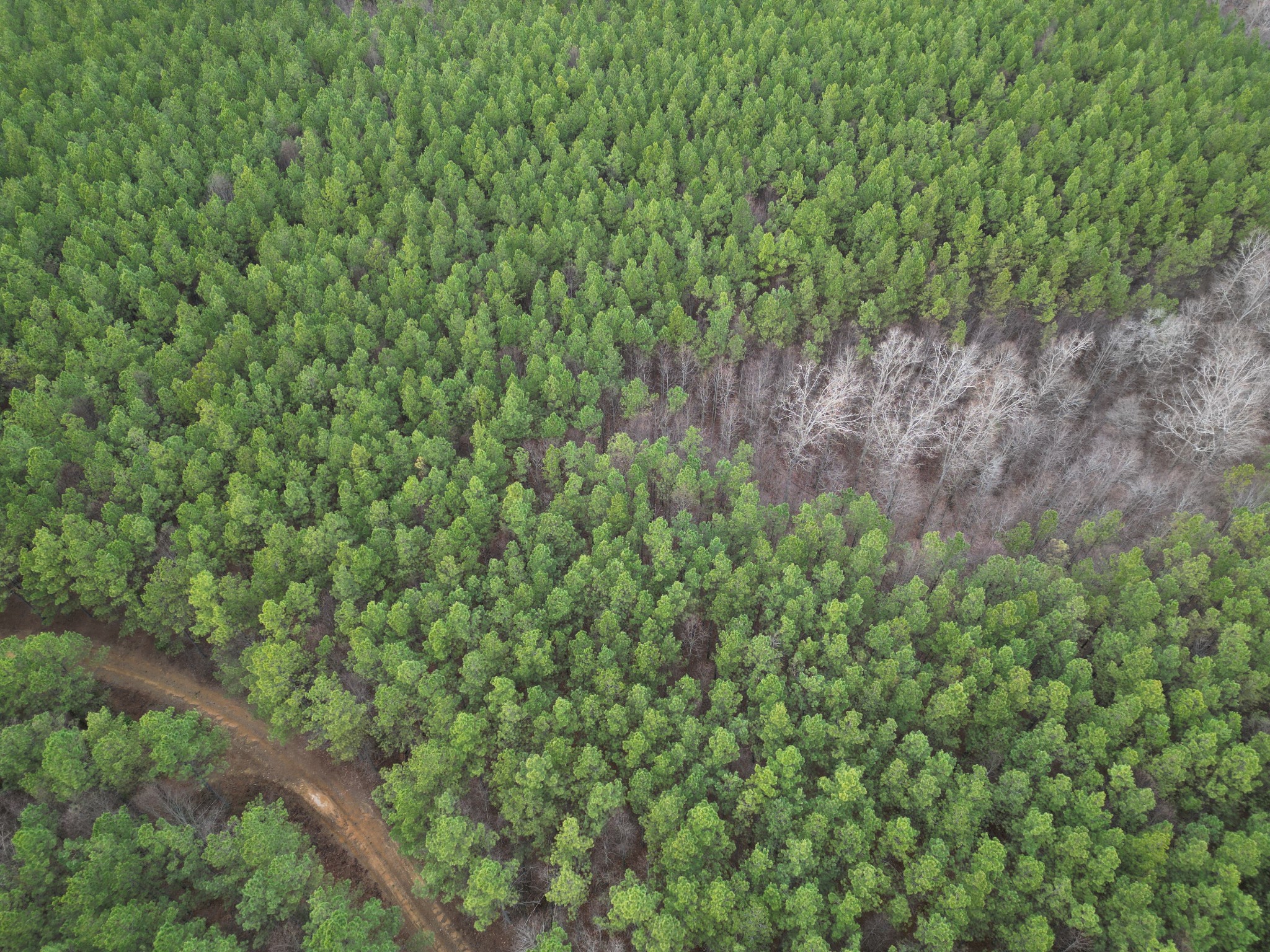 0 Seiber Ridge Road Hohenwald, TN 38462 - Photo 6 of 18 a view of a forest with a tree