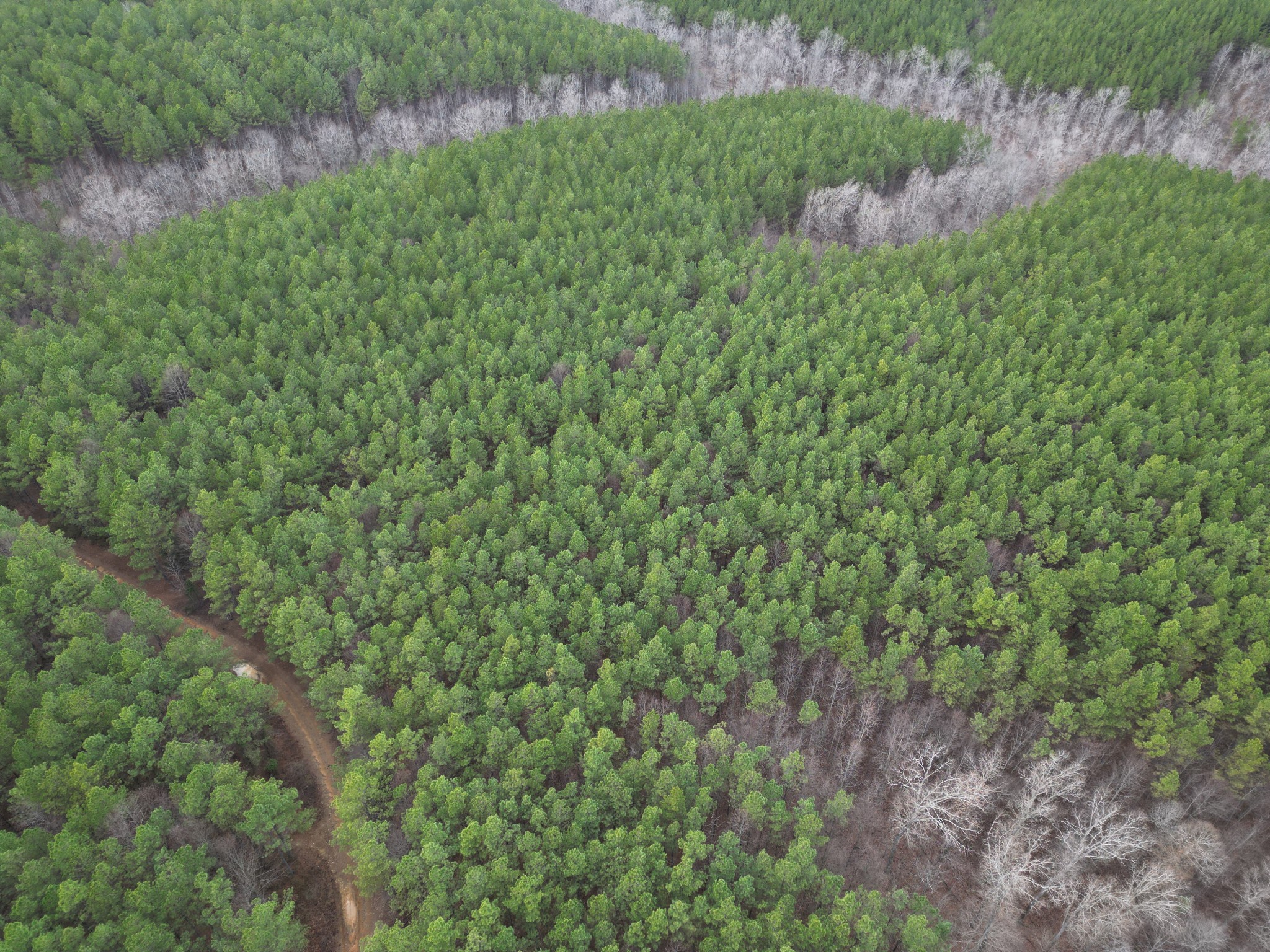 0 Seiber Ridge Road Hohenwald, TN 38462 - Photo 7 of 18 a view of a house with a lush green forest