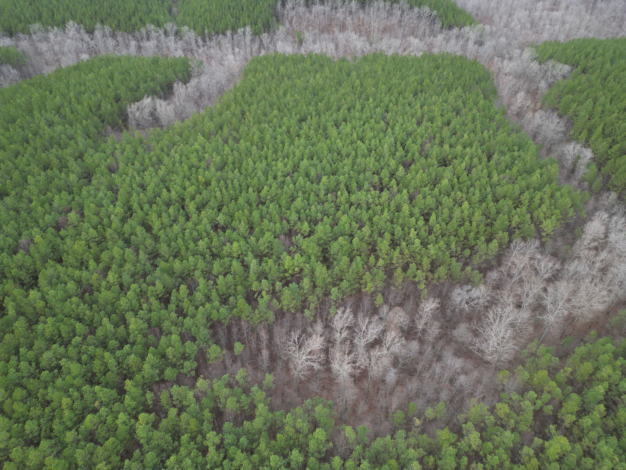 0 Seiber Ridge Road Hohenwald, TN 38462 - Photo 8 of 18 a view of a bunch of trees and bushes