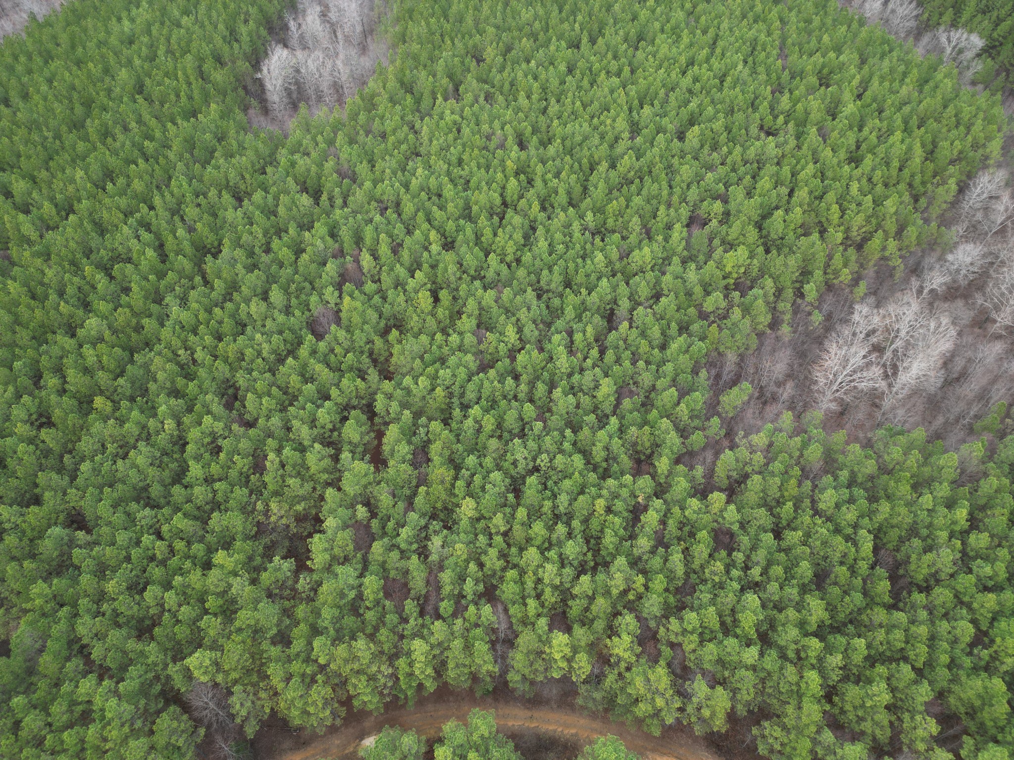0 Seiber Ridge Road Hohenwald, TN 38462 - Photo 9 of 18 a close up of a plant in a field
