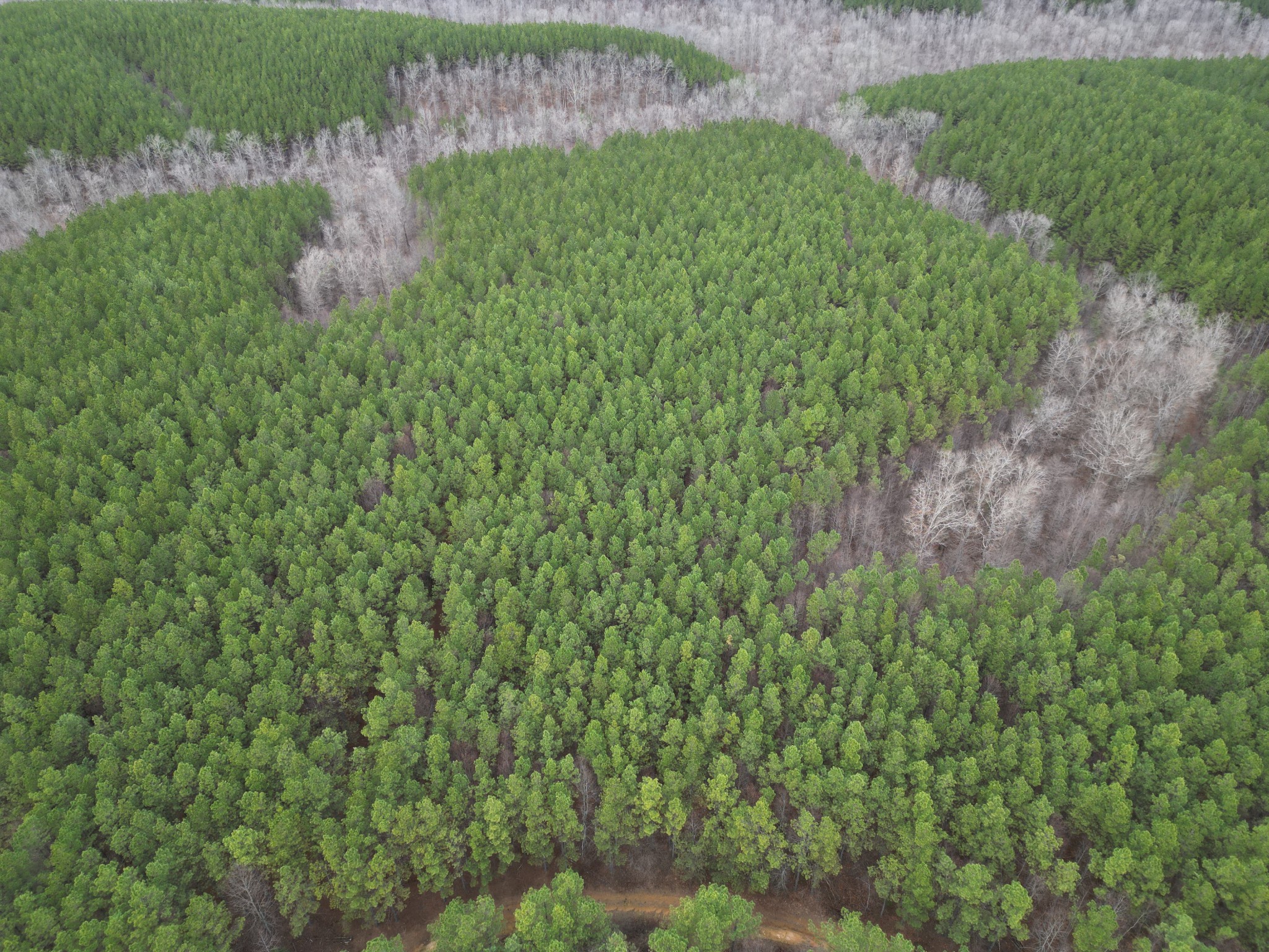 0 Seiber Ridge Road Hohenwald, TN 38462 - Photo 10 of 18 a view of a garden with a lake