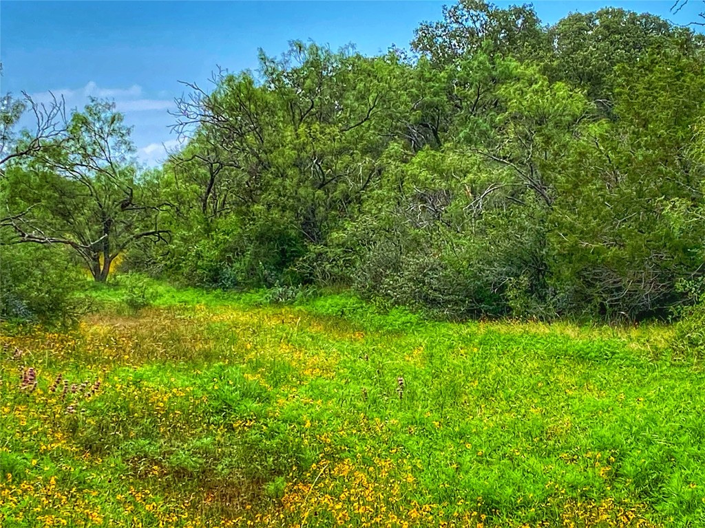 0 Cr 436 Rochelle Tx 76872 Rochelle, TX 76872 - Photo 24 of 31 a view of a yard with plants and a large tree