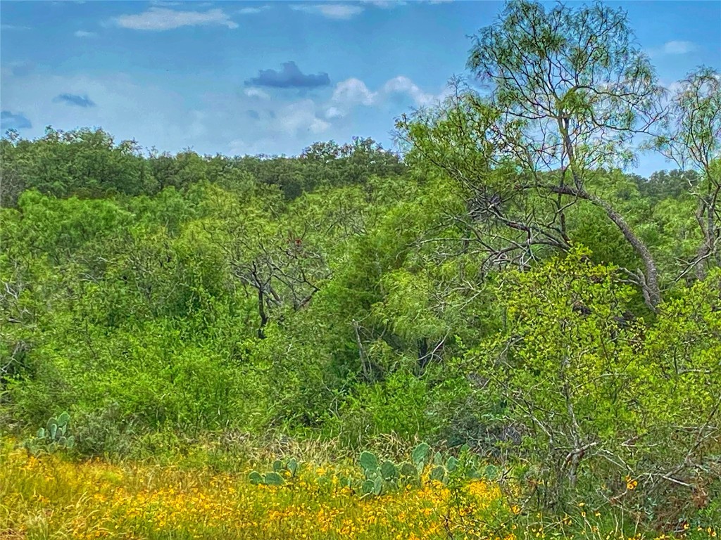 0 Cr 436 Rochelle Tx 76872 Rochelle, TX 76872 - Photo 25 of 31 a view of a house with a lush green forest