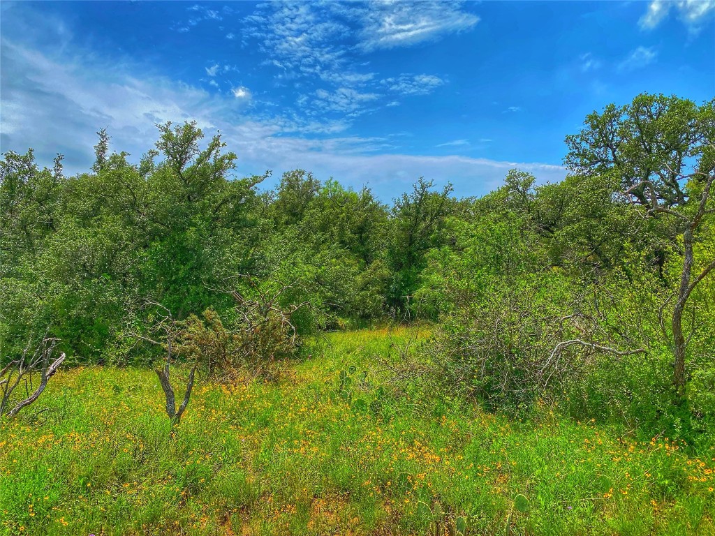 0 Cr 436 Rochelle Tx 76872 Rochelle, TX 76872 - Photo 5 of 31 a view of a bunch of trees