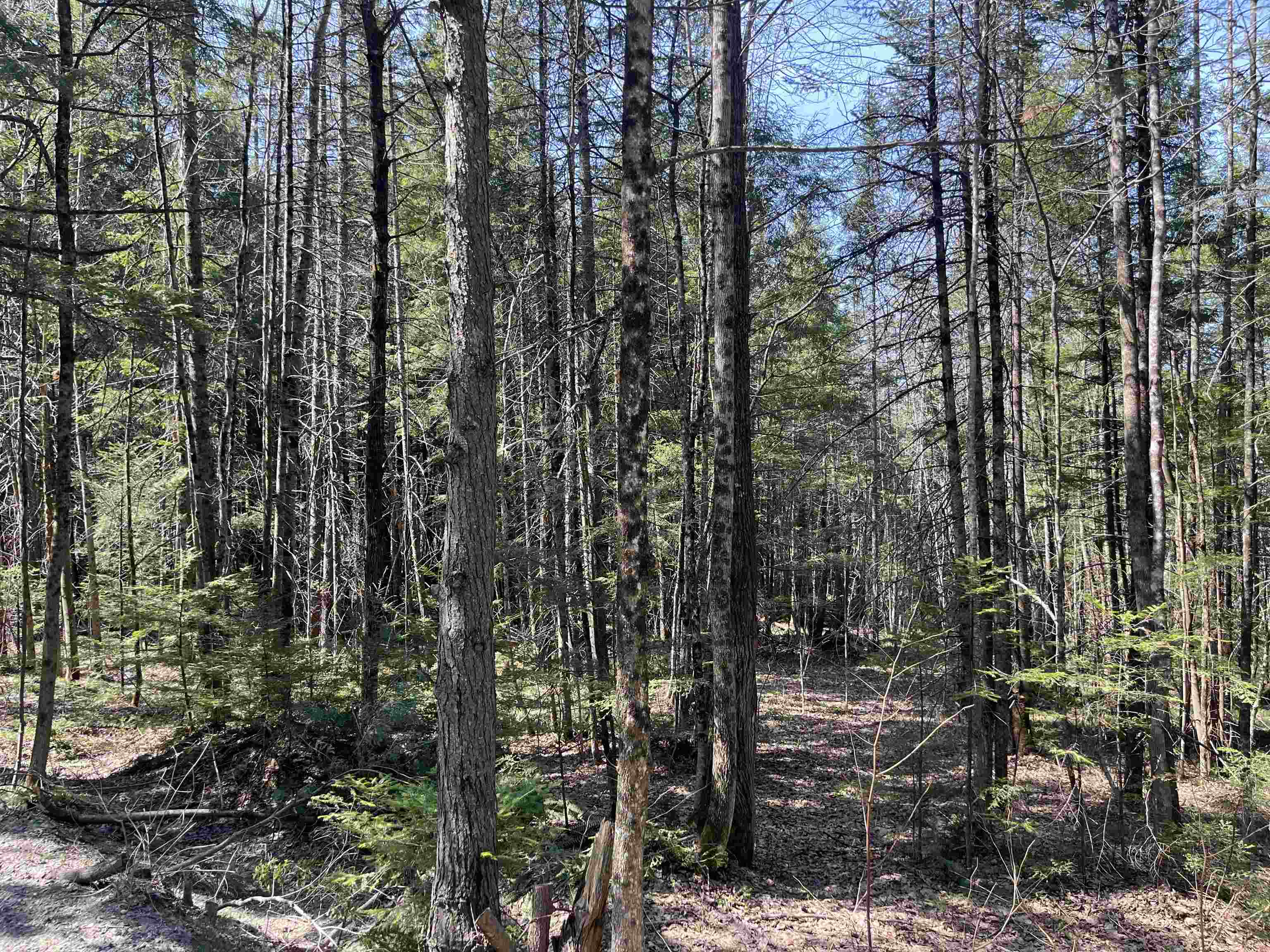 0 Bettis Road Randolph Center, VT 05061 - Photo 12 of 13