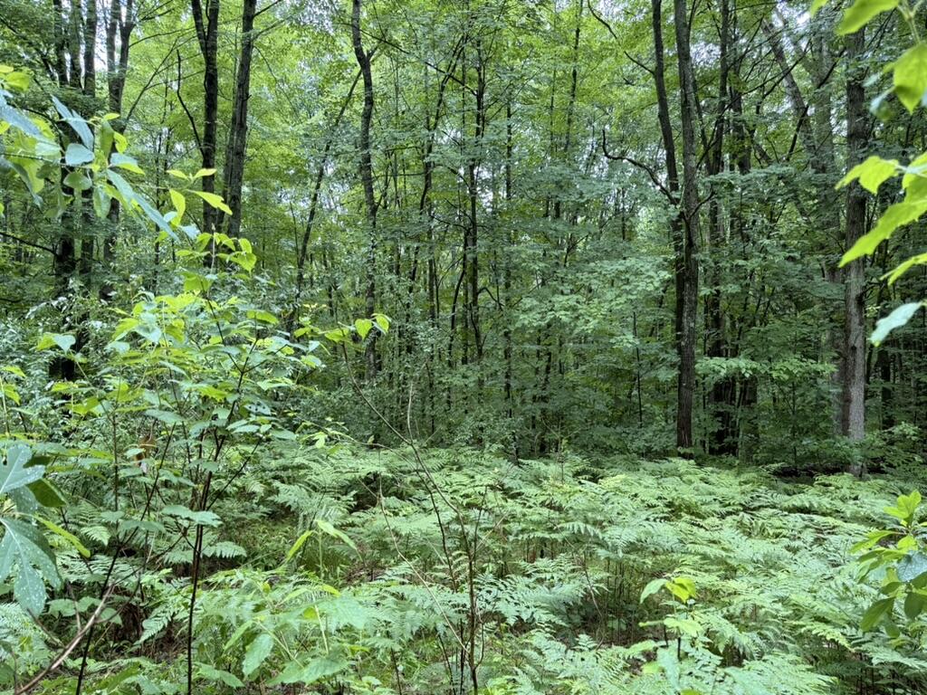 7094 Darlington Lake Road Hesperia, MI 49421 - Photo 5 of 9 6387A7F0-5820-49D6-AD37-F1473ACBC2BF_1_1