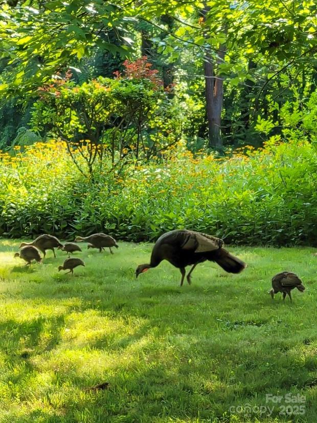 75 Cisco Road Asheville, NC 28805 - Photo 20 of 47 a view of a garden with a lake
