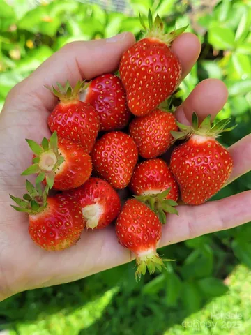 $615,000 | 75 Cisco Road, Asheville, NC 28805