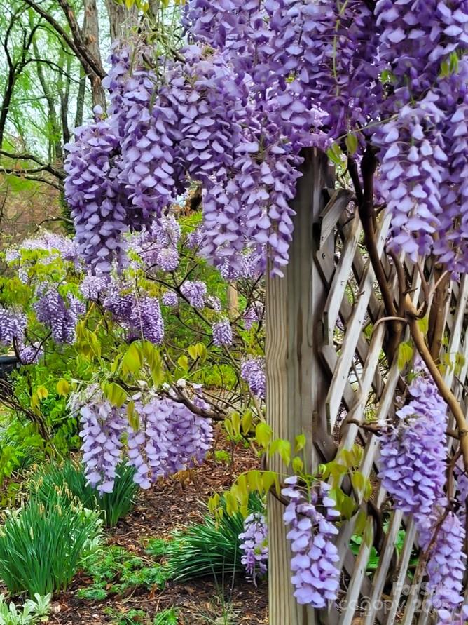 75 Cisco Road Asheville, NC 28805 - Photo 10 of 47