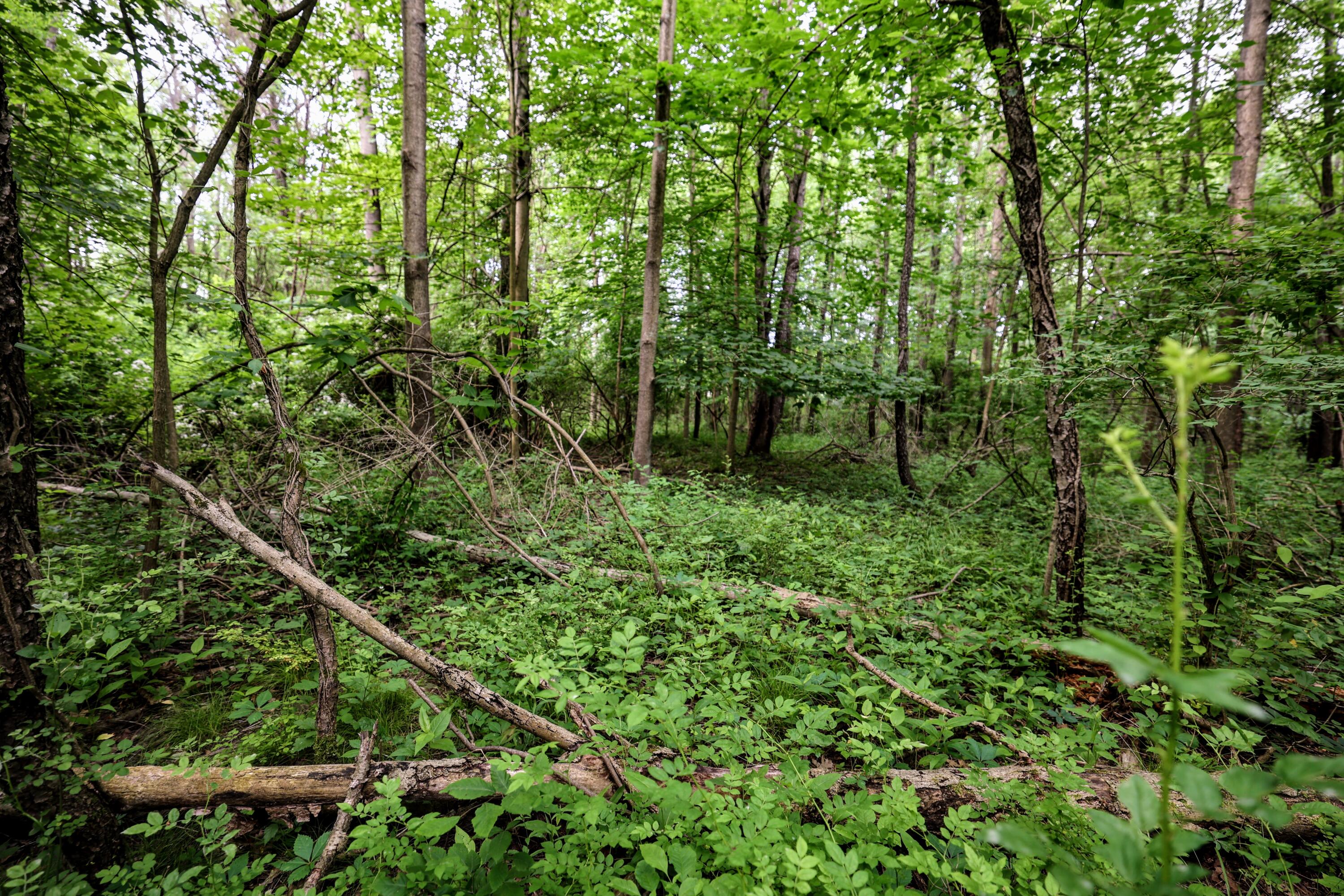 Vl Black River Road Bangor, MI 49013 - Photo 19 of 54 19