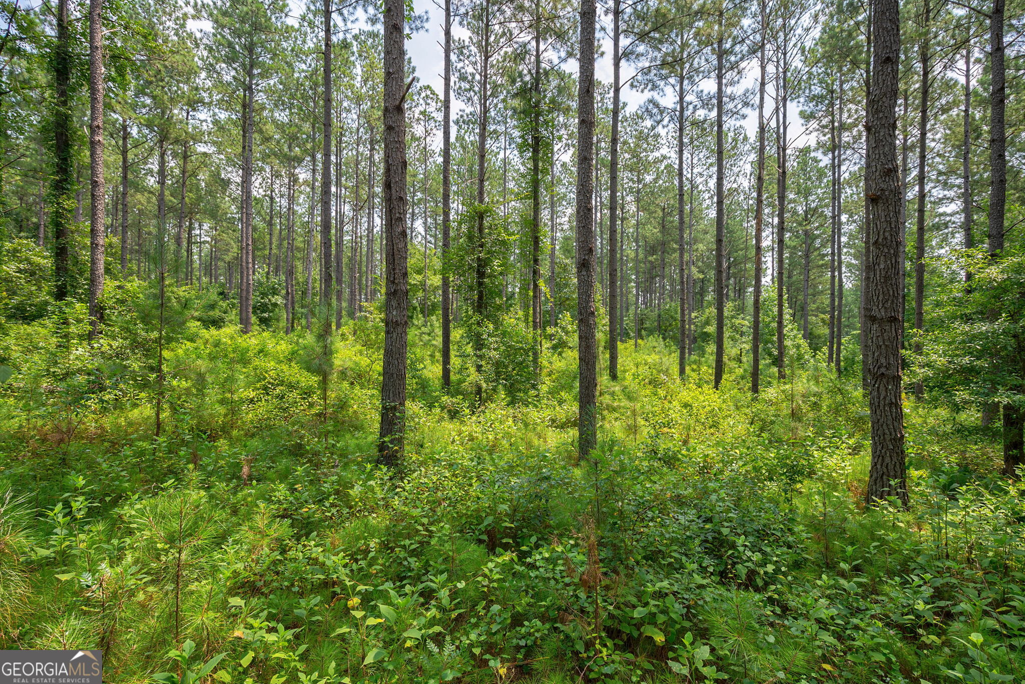 0 Jabez Poyner Road Carlton, GA 30627 - Photo 10 of 25 Gallery Image 10