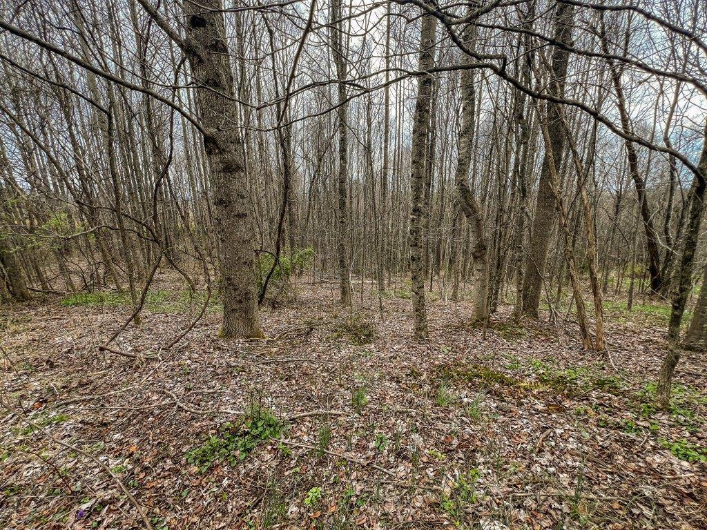 1 Keno Road, Unit 1 Fancy Gap, VA 24328 - Photo 6 of 20 Gallery Image 6