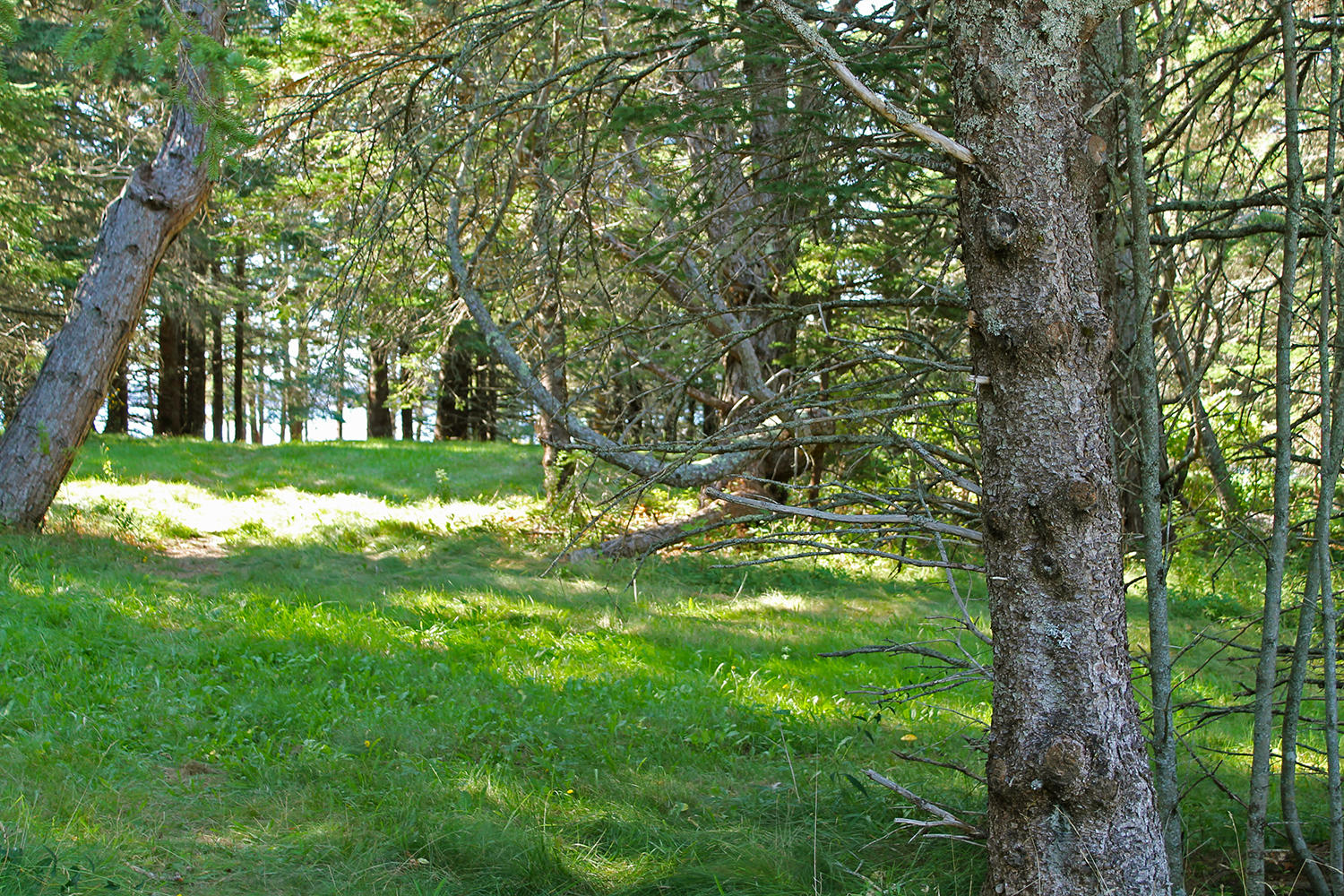 113 Lopaus Point Road Bernard, ME 04612 - Photo 16 of 23 PastureCleared