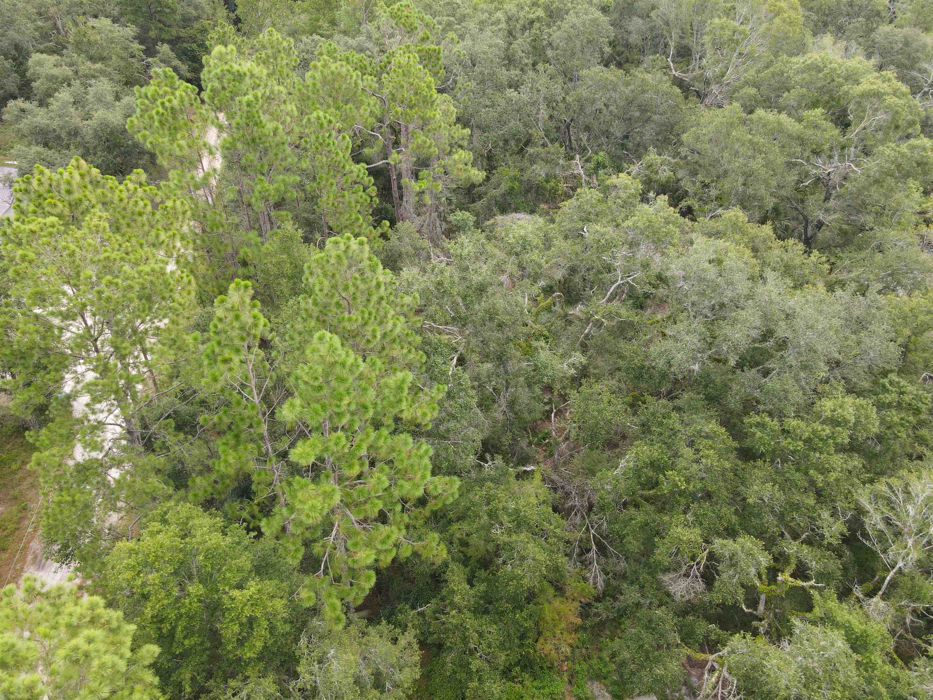 0 Kays Road Perry, FL 32347 - Photo 7 of 19