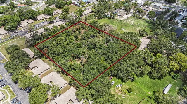 view of a forest with a tree