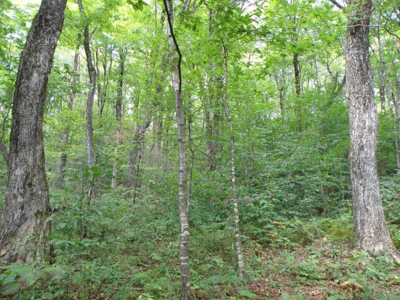 701 Saltash Road Shrewsbury, VT 05738 - Photo 6 of 20