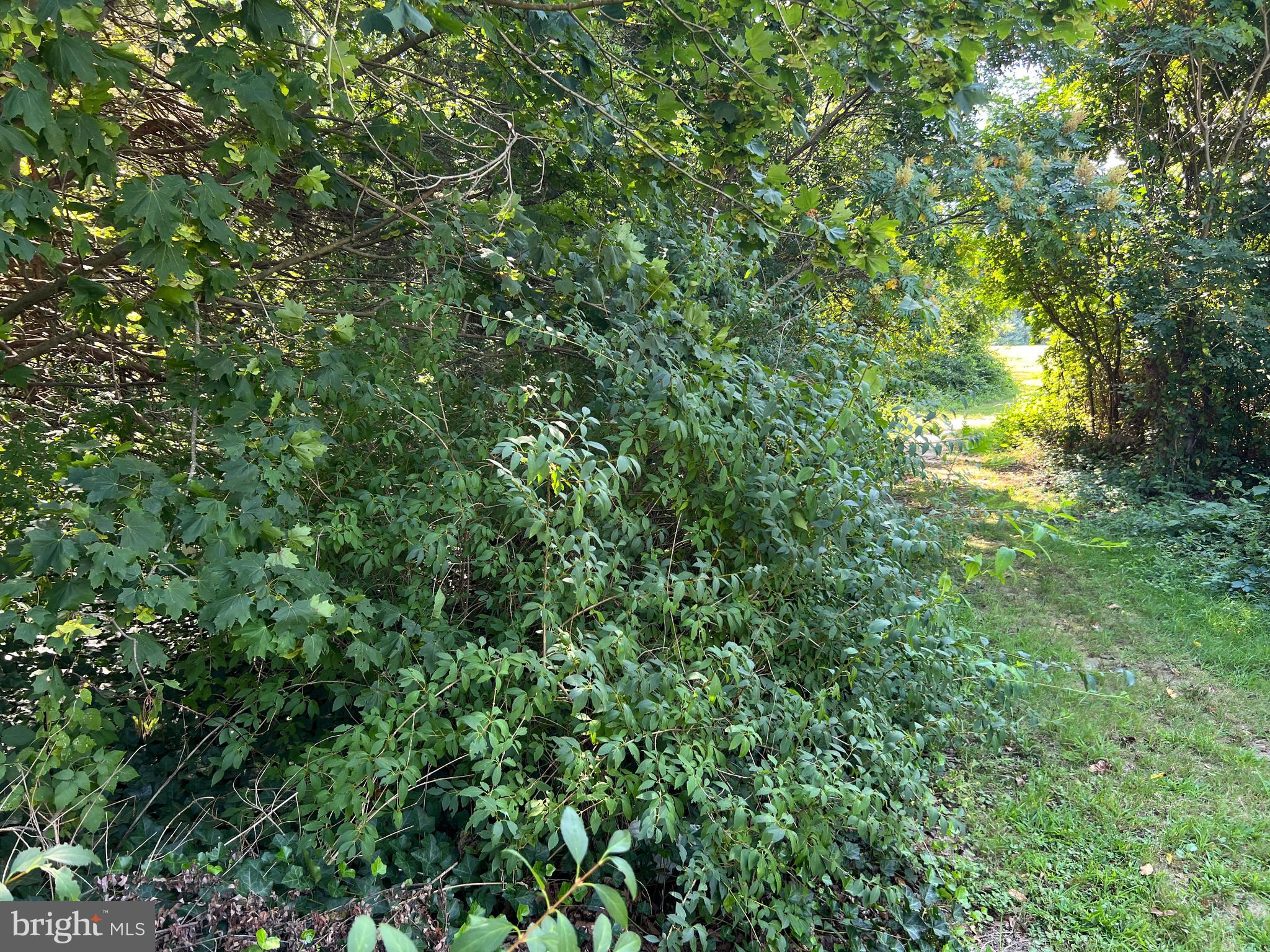 0 Fairton Millville Road Bridgeton, NJ 08302 - Photo 4 of 4 a view of a tree in a yard