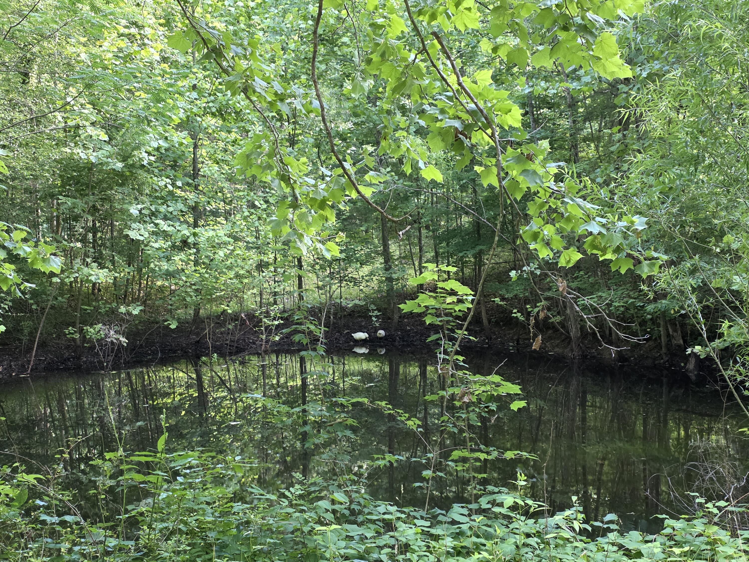 19314 South Pittsburg Mountain Road Sewanee, TN 37375 - Photo 6 of 19 Pond2