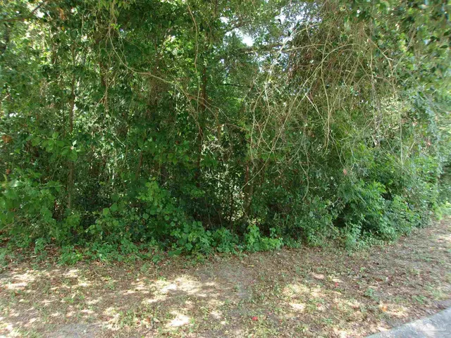 a view of a yard with a trees