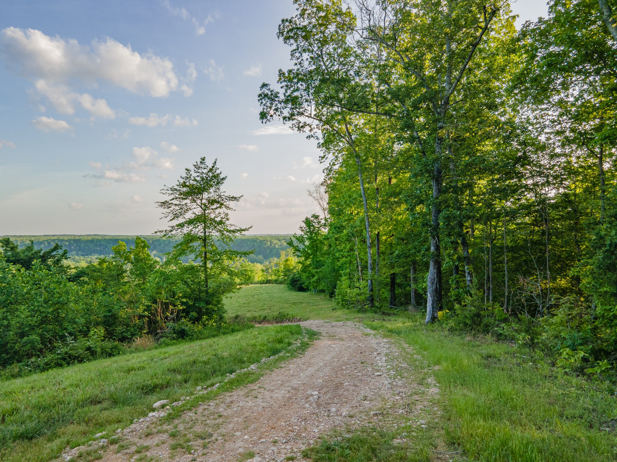 3383 Coble To Only Road Nunnelly, TN 37137 - Photo 64 of 75 a view of a yard with plants and a large tree