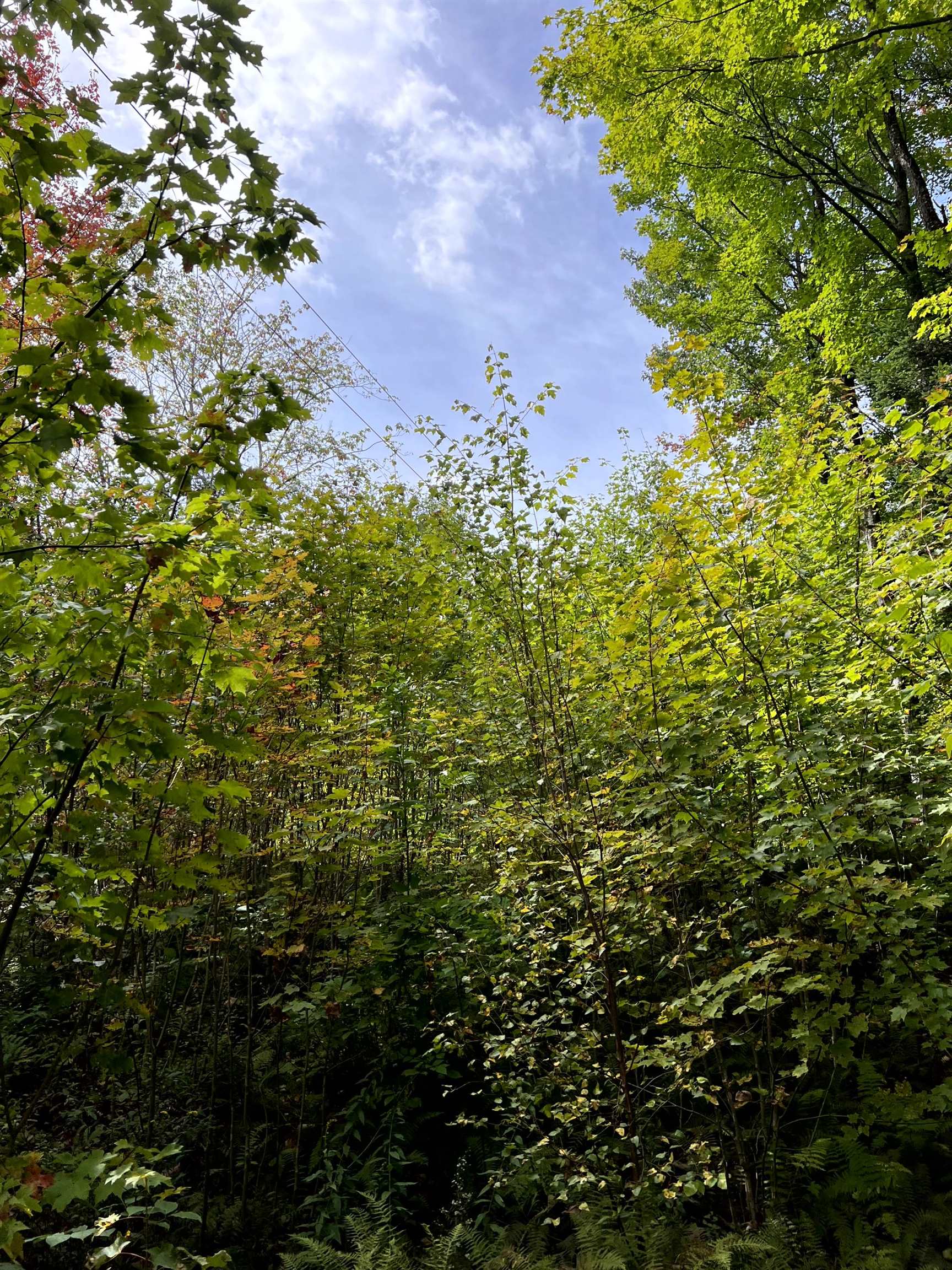 - Westover Road Jay, VT 05859 - Photo 7 of 17 Gallery Image 7