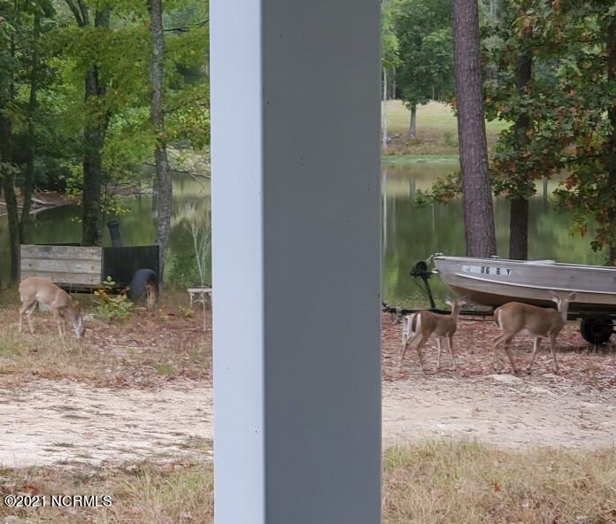 8324 Boy Scout Road Bailey, NC 27807 - Photo 28 of 44 wild life