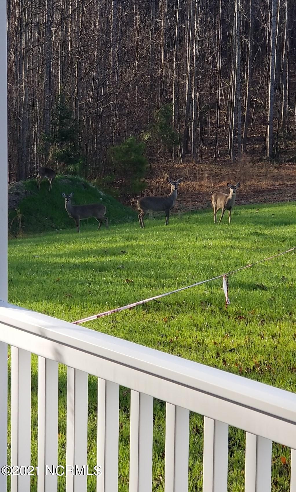 8324 Boy Scout Road Bailey, NC 27807 - Photo 8 of 44 wildlife