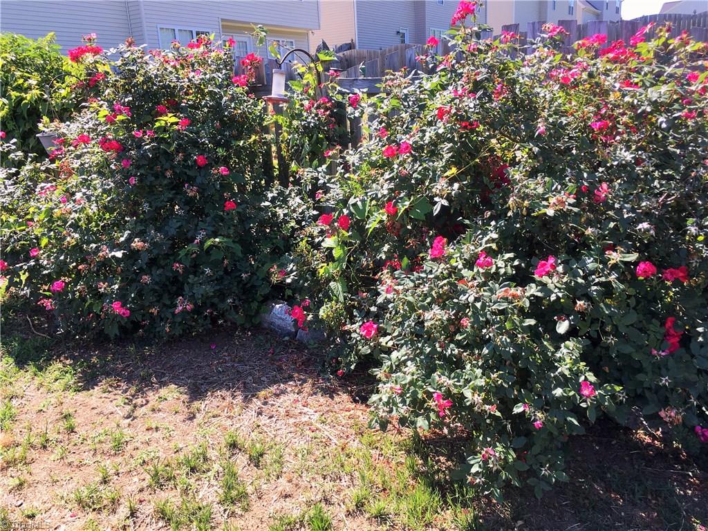 6028 Evans Mill Road High Point, NC 27265 - Photo 20 of 22 Such beautiful roses grace the fence and offer more privacy.