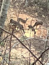 0 Caudle Road Pinnacle, NC 27043 - Photo 24 of 35