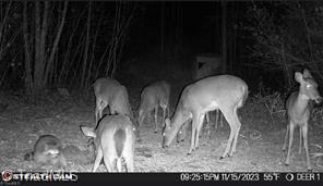 0 Caudle Road Pinnacle, NC 27043 - Photo 26 of 35