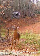 0 Caudle Road Pinnacle, NC 27043 - Photo 27 of 35