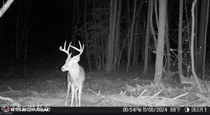 0 Caudle Road Pinnacle, NC 27043 - Photo 29 of 35