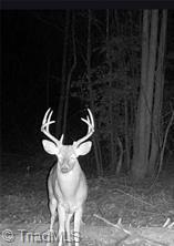 0 Caudle Road Pinnacle, NC 27043 - Photo 30 of 35