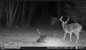 0 Caudle Road Pinnacle, NC 27043 - Photo 31 of 35