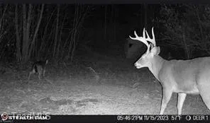 $385,000 | 0 Caudle Road, Pinnacle, NC 27043