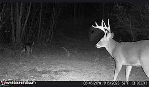 0 Caudle Road Pinnacle, NC 27043 - Photo 32 of 35