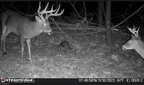 $385,000 | 0 Caudle Road, Pinnacle, NC 27043