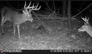 0 Caudle Road Pinnacle, NC 27043 - Photo 33 of 35