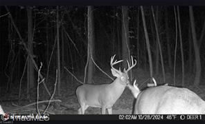 0 Caudle Road Pinnacle, NC 27043 - Photo 6 of 35