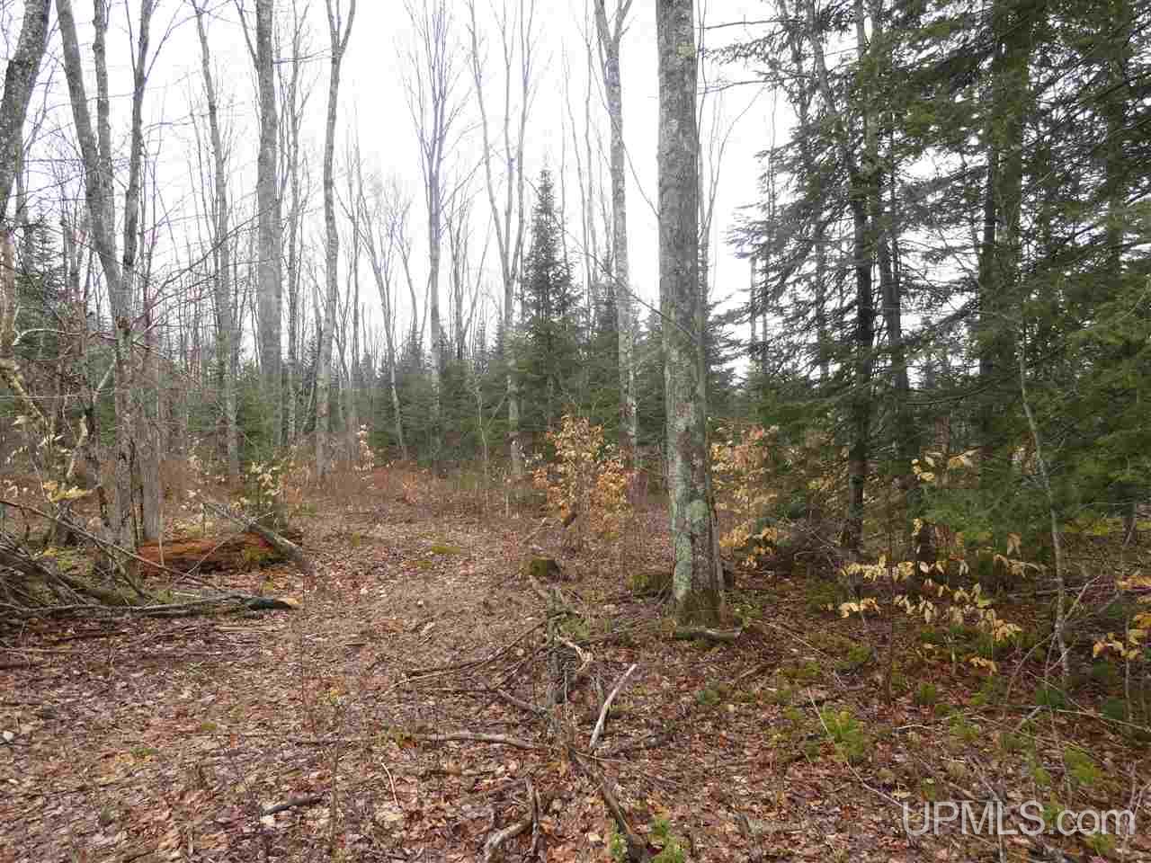 40-acres East Edge Road Germfask, MI 49836 - Photo 6 of 24 Gallery Image 6