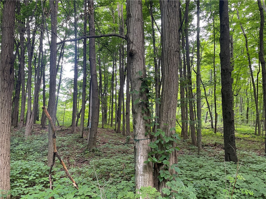 7991 Rock River Road Interlaken, NY 14847 - Photo 20 of 23